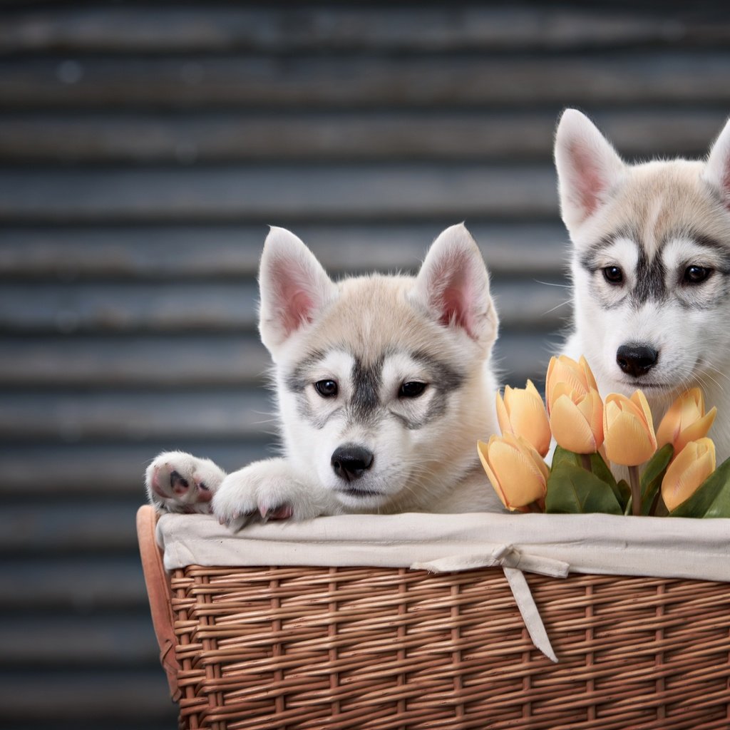 Обои цветы, животные, пара, корзина, тюльпаны, хаски, щенки, собаки, flowers, animals, pair, basket, tulips, husky, puppies, dogs разрешение 4000x2670 Загрузить