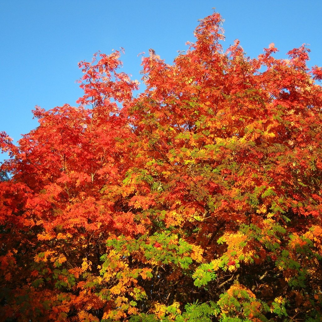 Обои небо, деревья, осень, рябина, the sky, trees, autumn, rowan разрешение 3648x2736 Загрузить