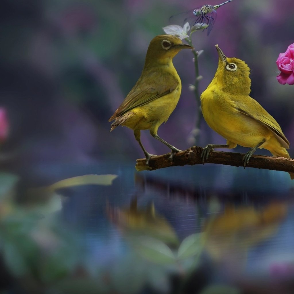 Обои птички, белоглазки, birds, the white-eye разрешение 1920x1200 Загрузить