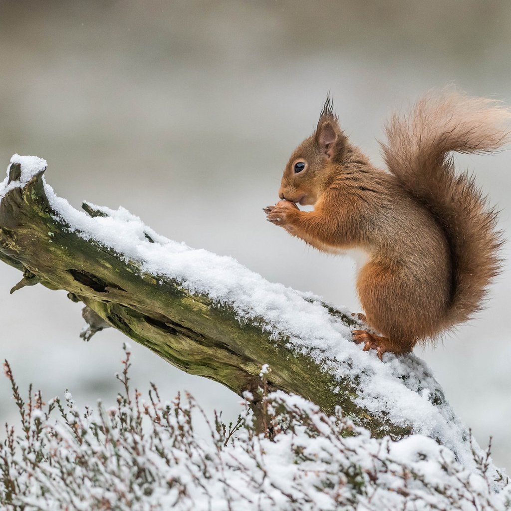 Обои белка, белочка, protein, squirrel разрешение 1920x1200 Загрузить