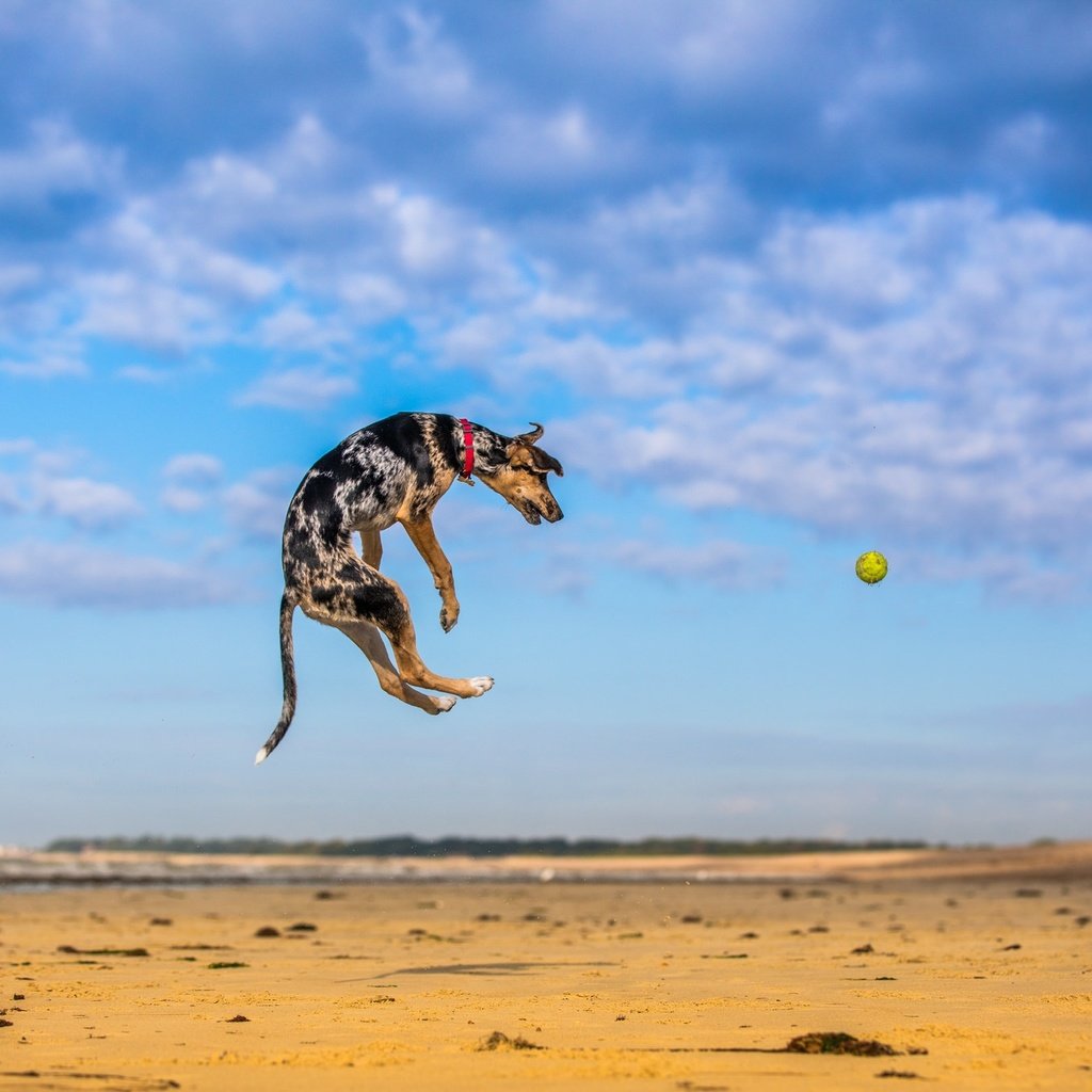 Обои небо, природа, песок, собака, прыжок, игра, мяч, мячик, paul loader, the sky, nature, sand, dog, jump, the game, the ball разрешение 2048x1365 Загрузить