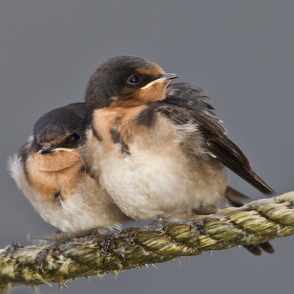 Обои птенец, птица, клюв, веревка, ласточка, chick, bird, beak, rope, swallow разрешение 2048x1362 Загрузить