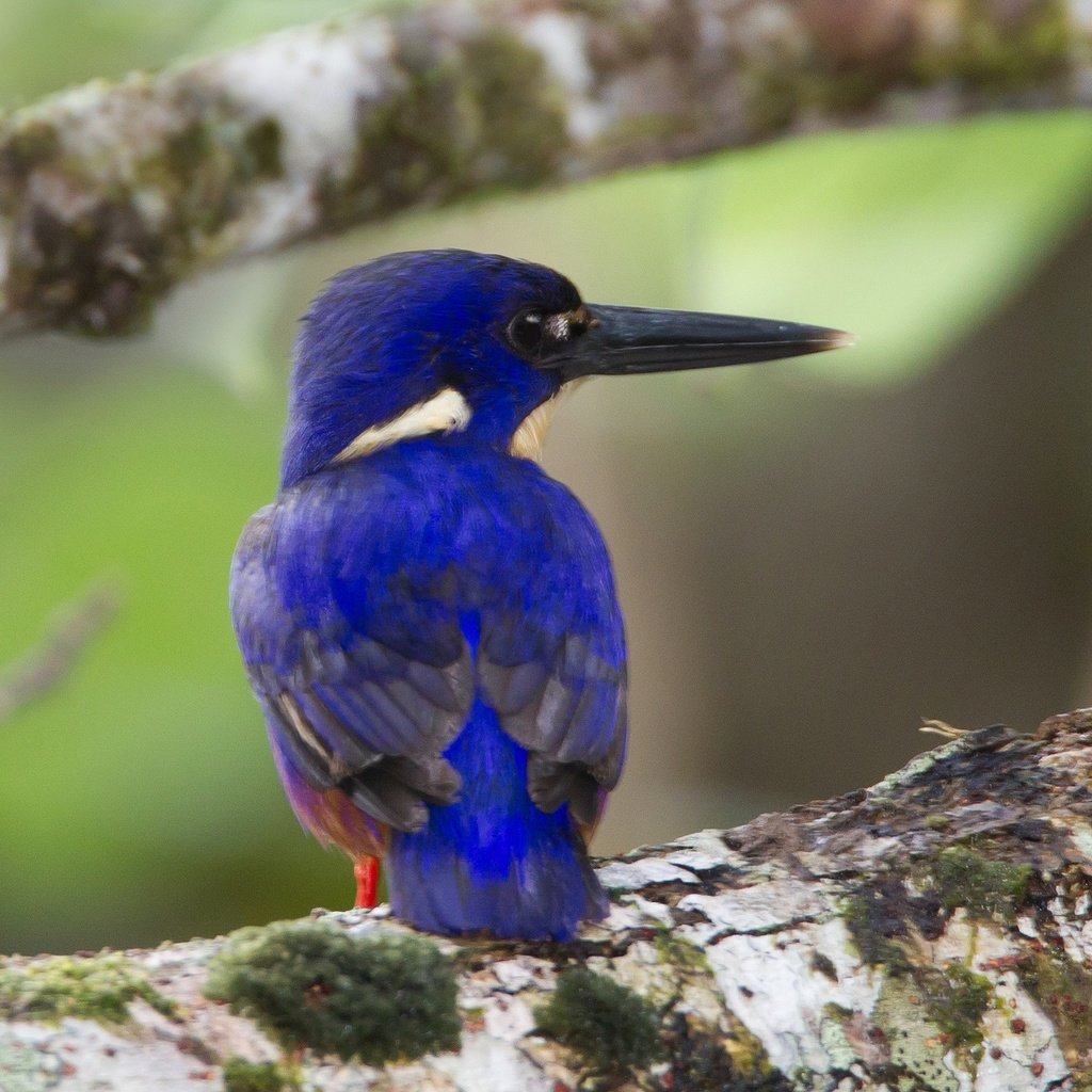 Обои птица, клюв, перья, зимородок, лазурный зимородок, bird, beak, feathers, kingfisher, azure kingfisher разрешение 2048x1383 Загрузить