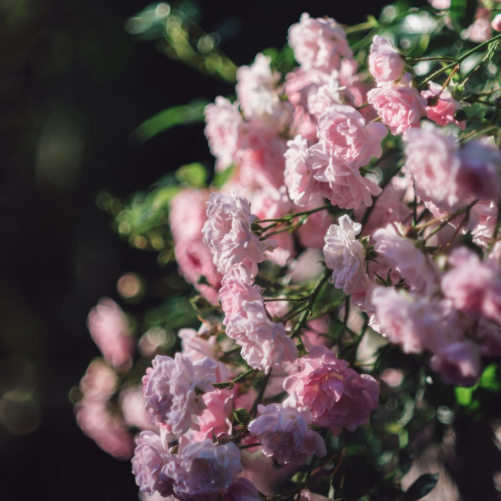 Обои цветы, розы, розовые, куст, боке, flowers, roses, pink, bush, bokeh разрешение 1920x1200 Загрузить