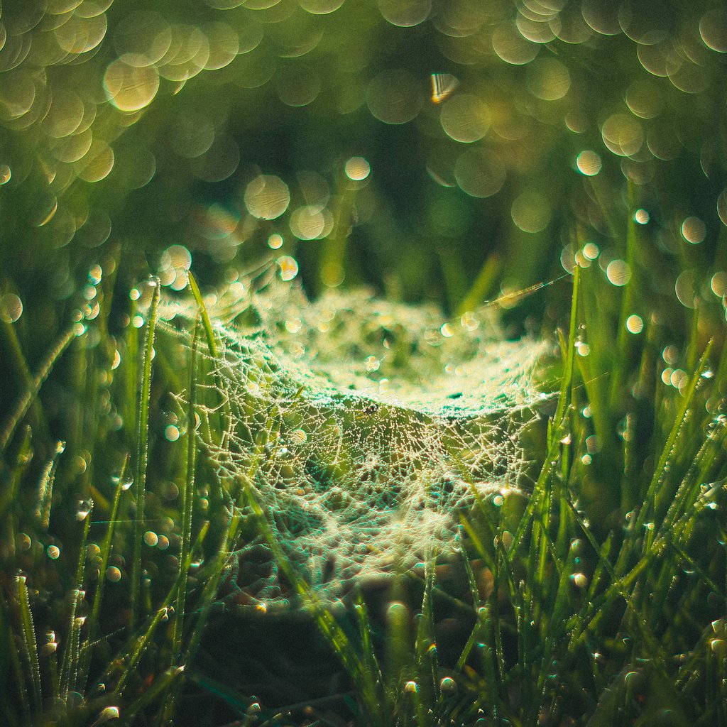 Обои трава, evgenia frolova, макро, утро, роса, капли, паутина, боке, паутинка, grass, macro, morning, rosa, drops, web, bokeh, gossamer разрешение 3840x2400 Загрузить