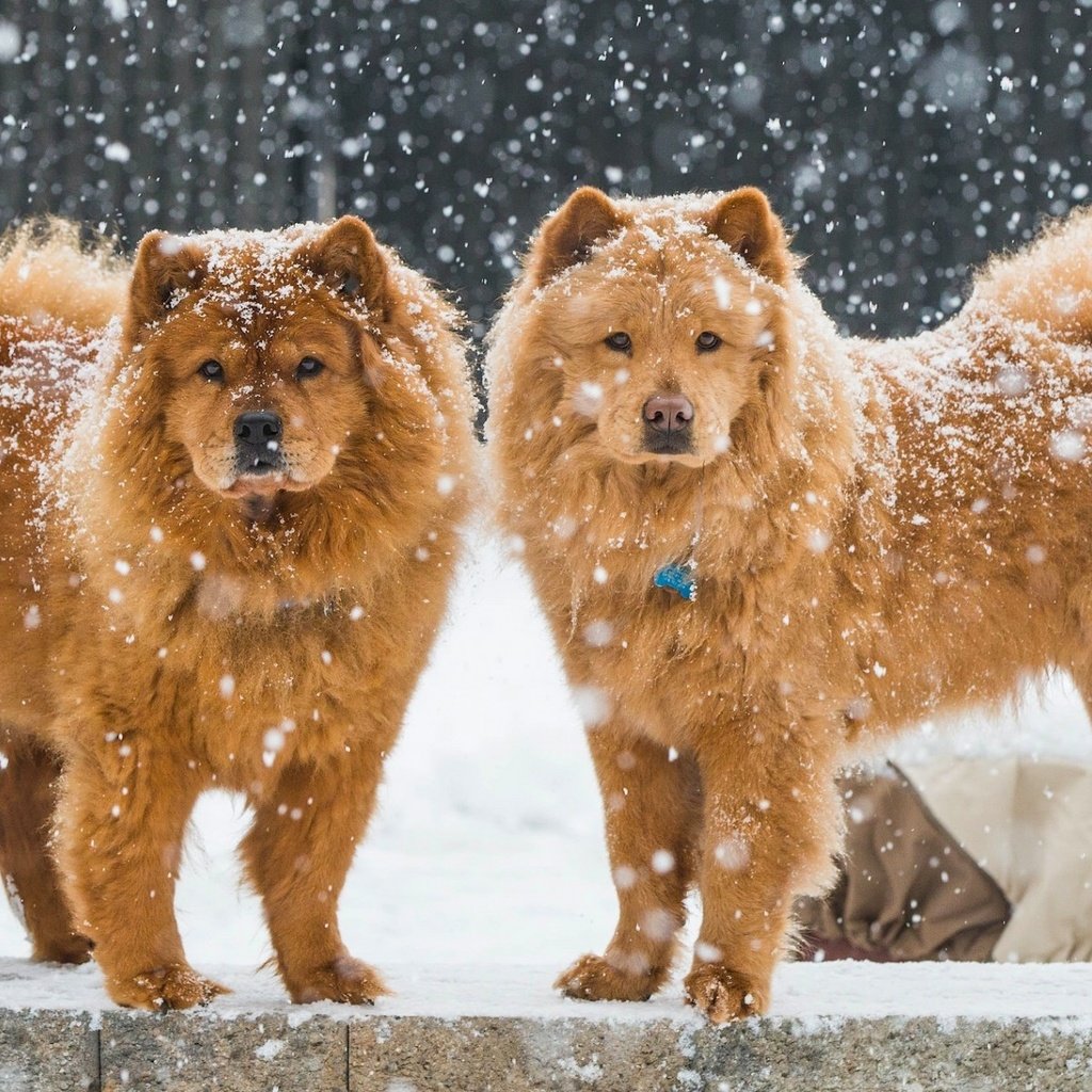 Обои снег, зима, собаки, чау-чау, snow, winter, dogs, chow разрешение 1920x1200 Загрузить