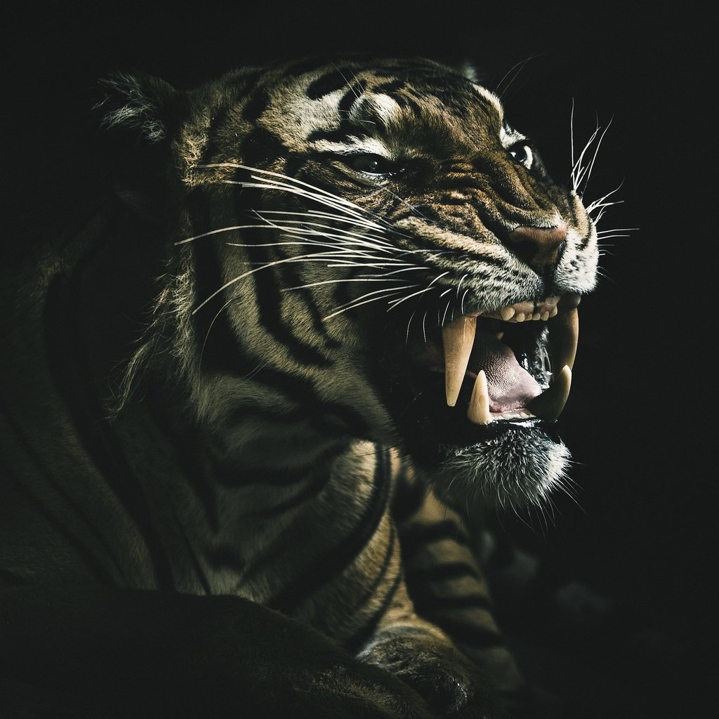 Обои оскал тигра, тигр, морда, взгляд, клыки, хищник, черный фон, зверь, дикая кошка, grin of a tiger, tiger, face, look, fangs, predator, black background, beast, wild cat разрешение 2048x1395 Загрузить
