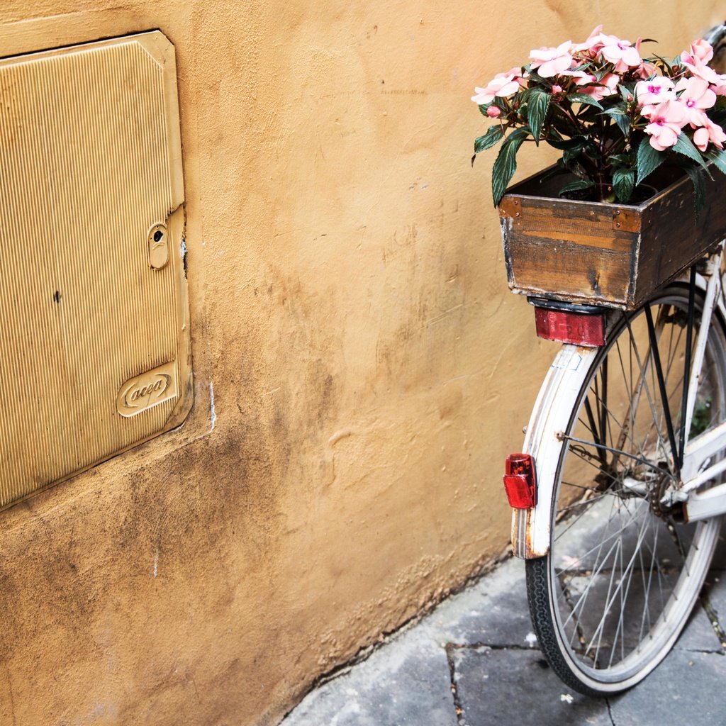 Обои цветы, велосипед, ящик, flowers, bike, box разрешение 5472x3648 Загрузить