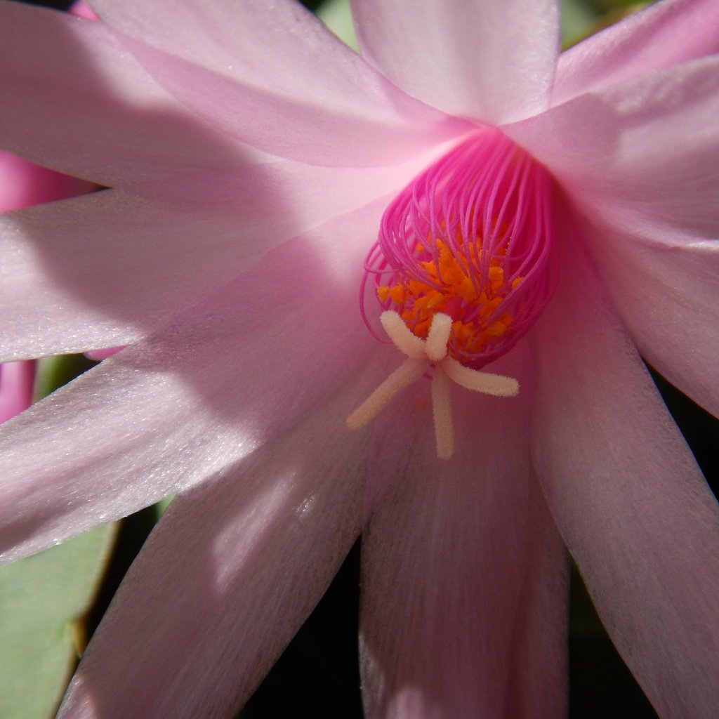 Обои цветение, цветок, лепестки, кактус, розовый цветок, flowering, flower, petals, cactus, pink flower разрешение 4608x3456 Загрузить