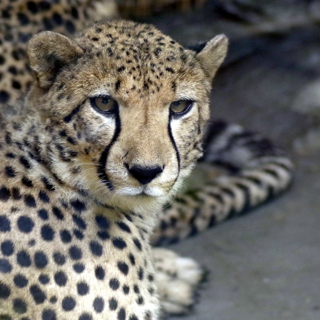 Обои морда, взгляд, хищник, гепард, face, look, predator, cheetah разрешение 3908x2603 Загрузить
