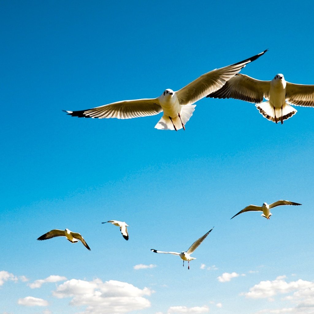 Обои небо, облака, полет, крылья, птицы, чайки, the sky, clouds, flight, wings, birds, seagulls разрешение 1920x1080 Загрузить