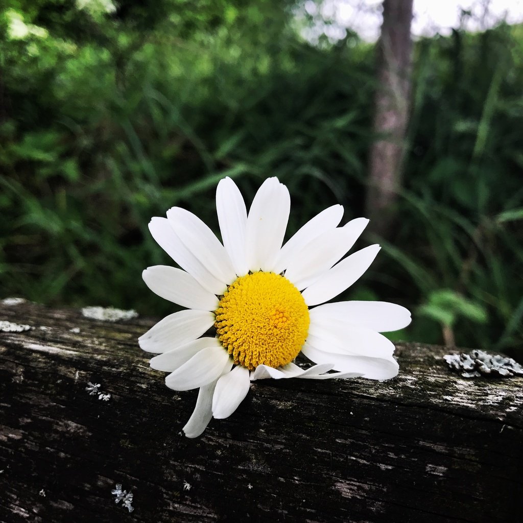 Обои трава, лепестки, ромашка, белый цветок, grass, petals, daisy, white flower разрешение 4032x3022 Загрузить