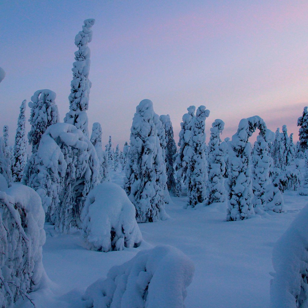 Обои деревья, снег, природа, лес, зима, trees, snow, nature, forest, winter разрешение 1920x1200 Загрузить