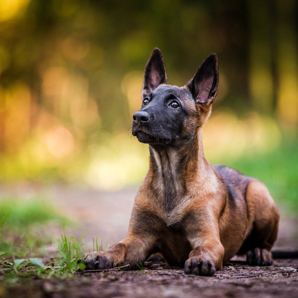 Обои собака, щенок, овчарка, малинуа, бельгийская овчарка, dog, puppy, shepherd, malinois, belgian shepherd разрешение 1920x1200 Загрузить