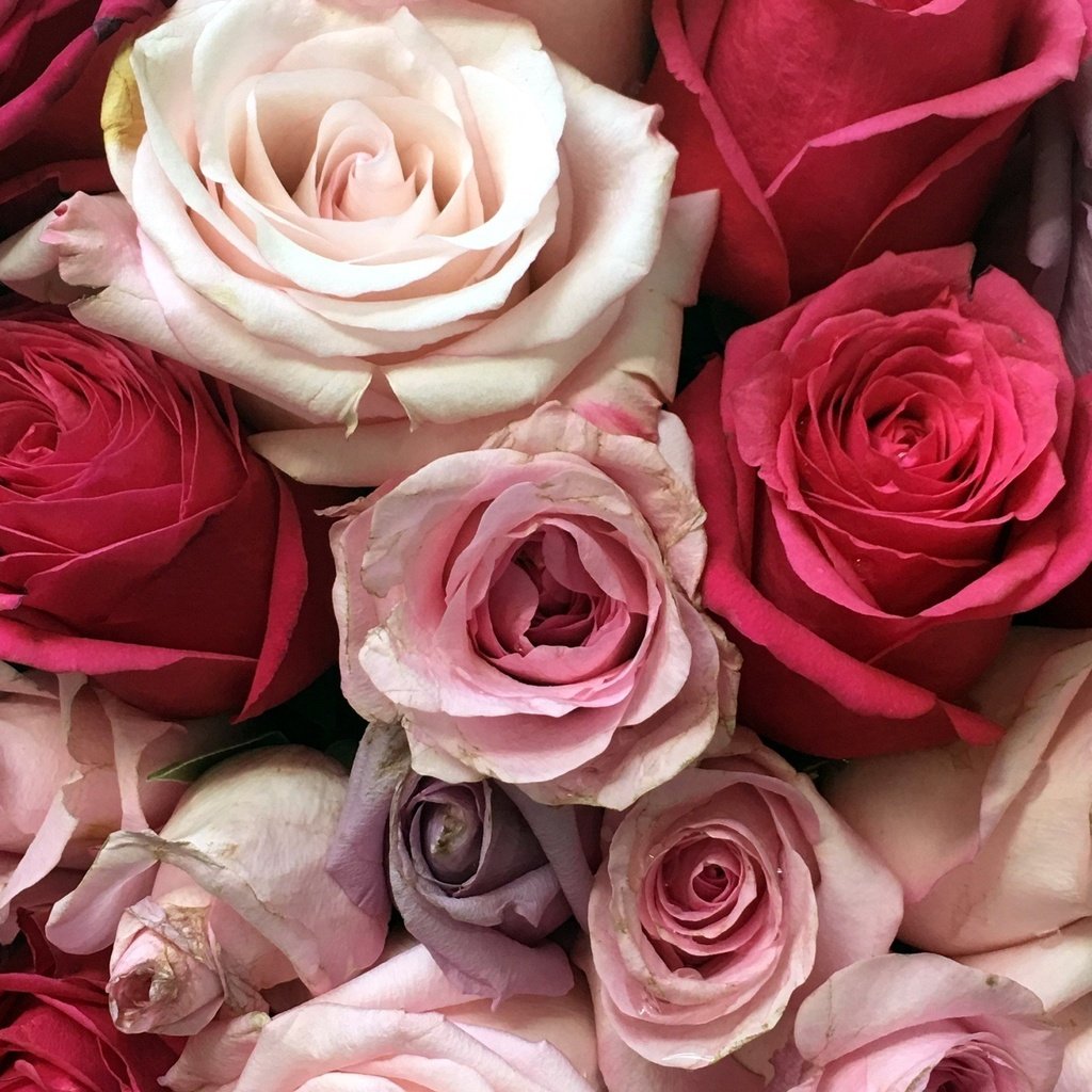 Обои цветы, розы, разноцветные, букет, flowers, roses, colorful, bouquet разрешение 2560x1576 Загрузить