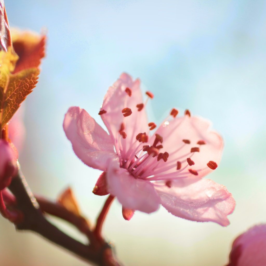 Обои цветы, ветка, цветение, листья, лепестки, весна, вишня, flowers, branch, flowering, leaves, petals, spring, cherry разрешение 5184x3456 Загрузить