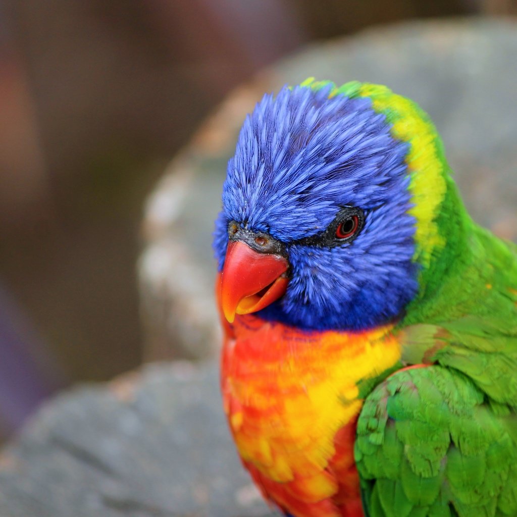 Обои птица, клюв, перья, попугай, радужный лорикет, bird, beak, feathers, parrot, rainbow lorikeet разрешение 4272x2848 Загрузить