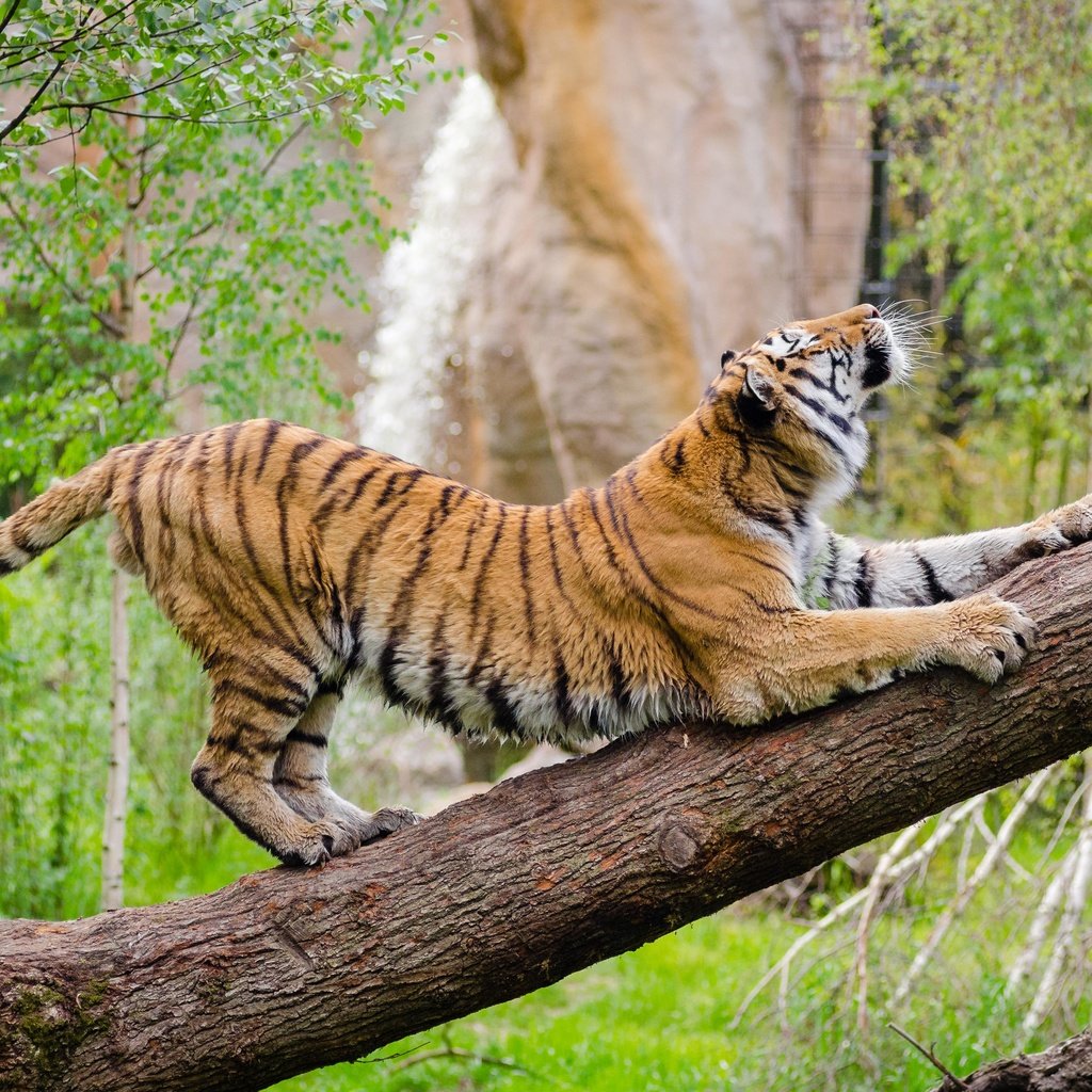 Обои тигр, морда, дерево, взгляд, хищник, дикая кошка, амурский тигр, tiger, face, tree, look, predator, wild cat, the amur tiger разрешение 4394x2910 Загрузить