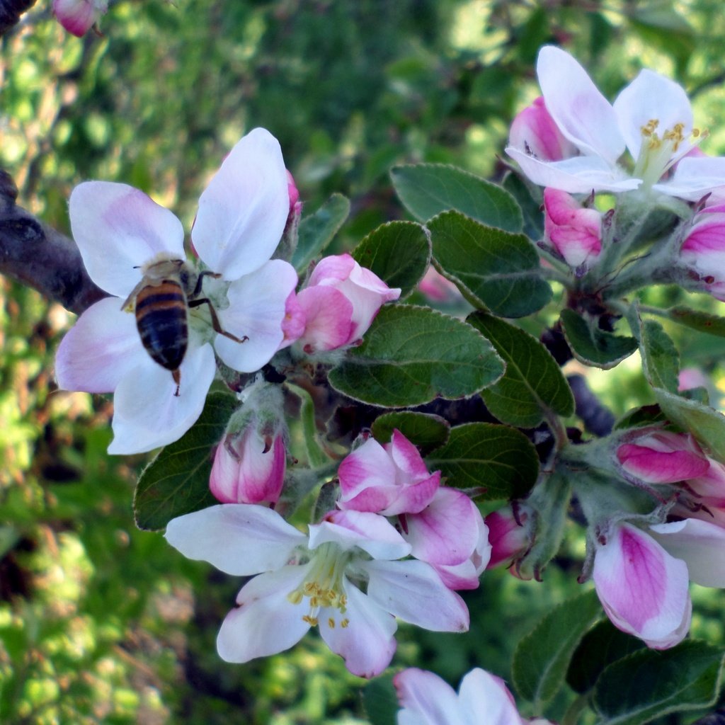 Обои дерево, цветение, насекомое, весна, яблоня, пчела, tree, flowering, insect, spring, apple, bee разрешение 4096x3072 Загрузить