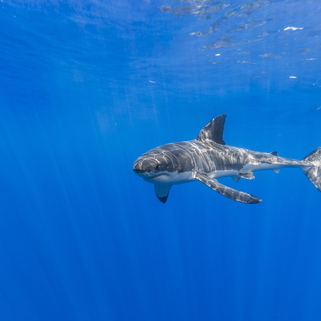 Обои природа, море, акула, подводный мир, nature, sea, shark, underwater world разрешение 5199x3466 Загрузить