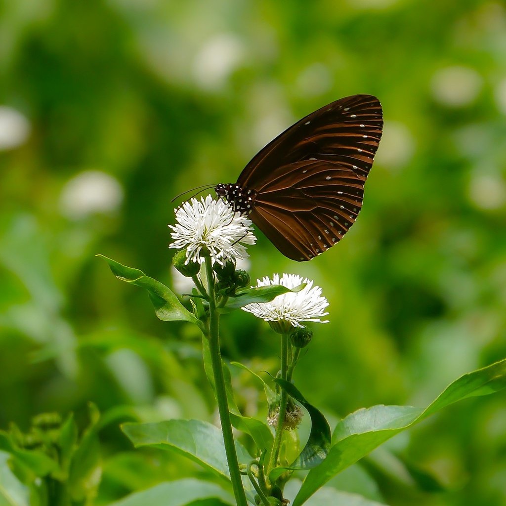 Обои цветы, макро, насекомое, бабочка, крылья, размытость, flowers, macro, insect, butterfly, wings, blur разрешение 2048x1536 Загрузить