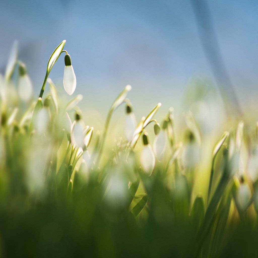Обои цветы, трава, размытость, весна, белые, подснежники, flowers, grass, blur, spring, white, snowdrops разрешение 2048x1418 Загрузить
