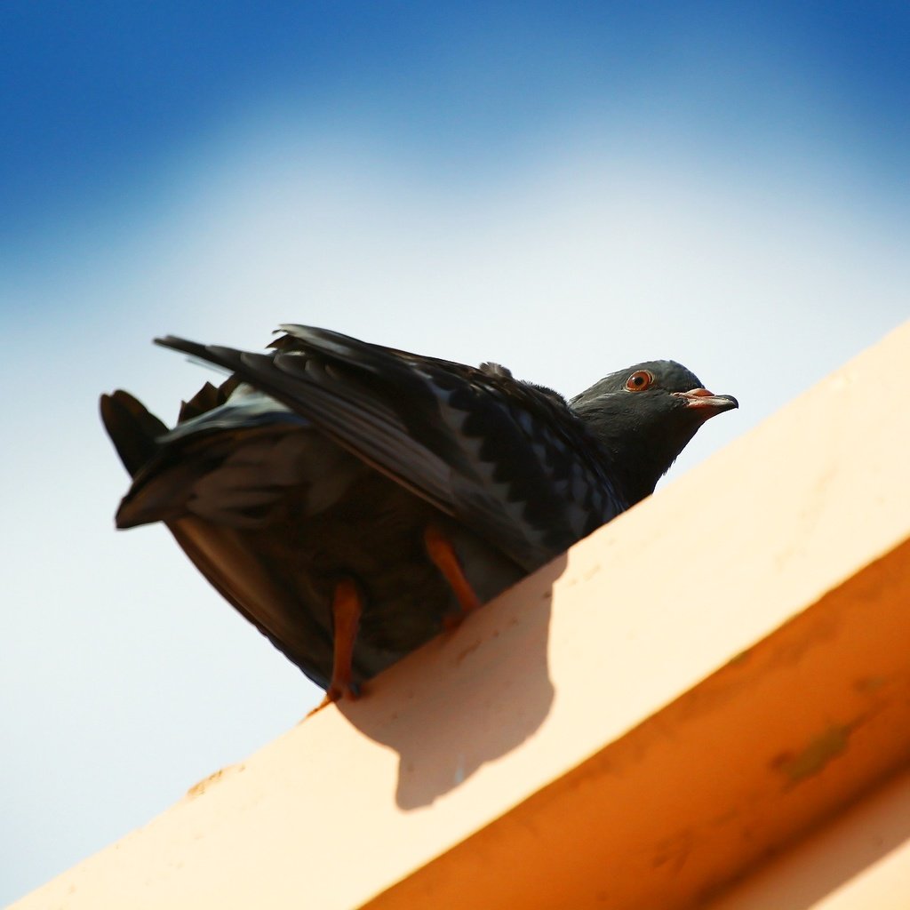 Обои небо, фон, взгляд, птица, клюв, перья, голубь, the sky, background, look, bird, beak, feathers, dove разрешение 1920x1280 Загрузить