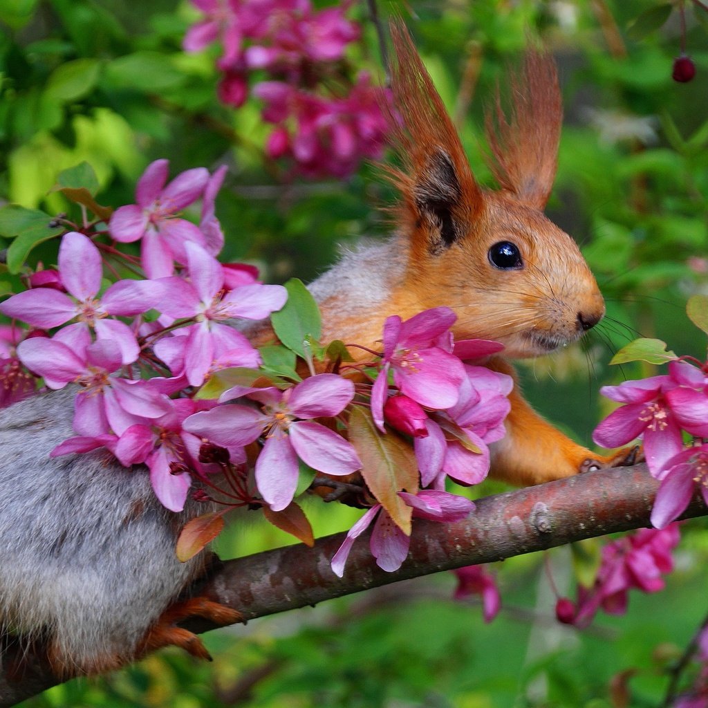 Обои ветка, цветение, весна, белка, яблоня, белочка, branch, flowering, spring, protein, apple, squirrel разрешение 2000x1331 Загрузить