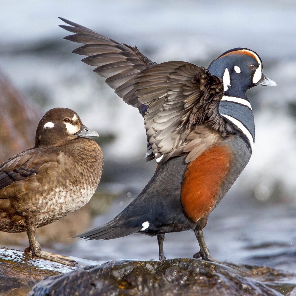 Обои вода, камни, крылья, птицы, клюв, пара, утка, каменушка, water, stones, wings, birds, beak, pair, duck, kamenushka разрешение 2048x1152 Загрузить