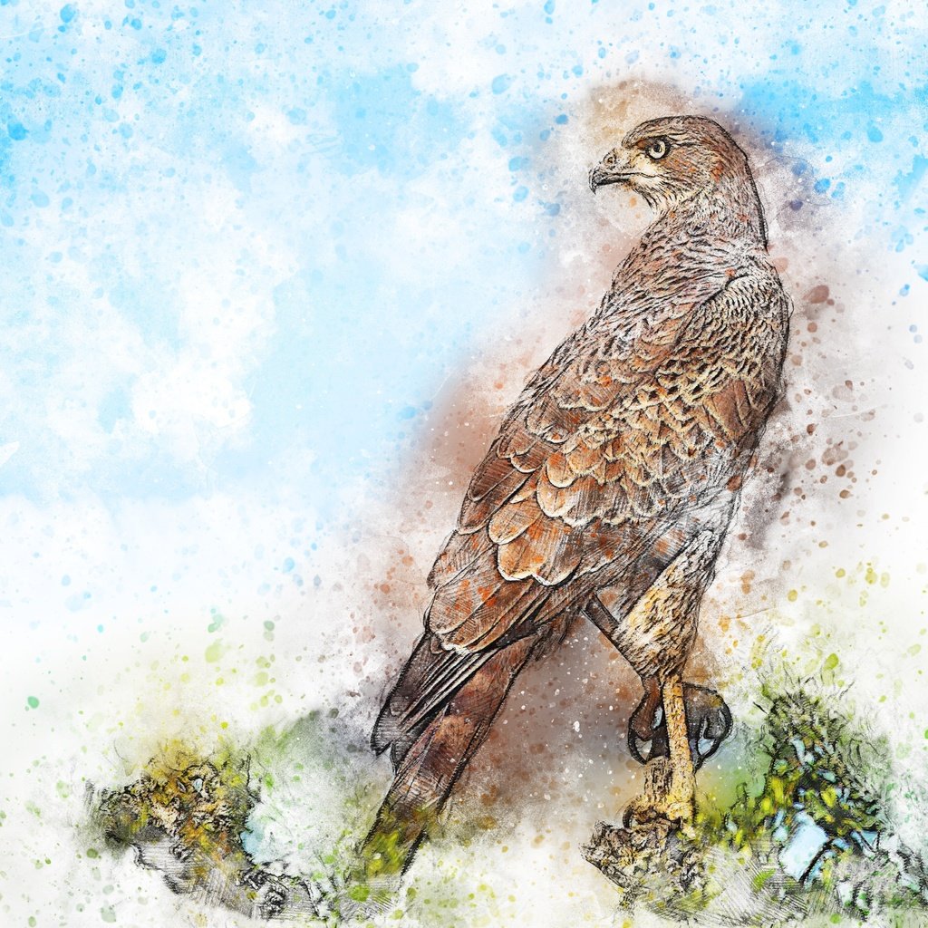 Обои картина, сидит, птица, акварель, сокол, picture, sitting, bird, watercolor, falcon разрешение 3000x2250 Загрузить