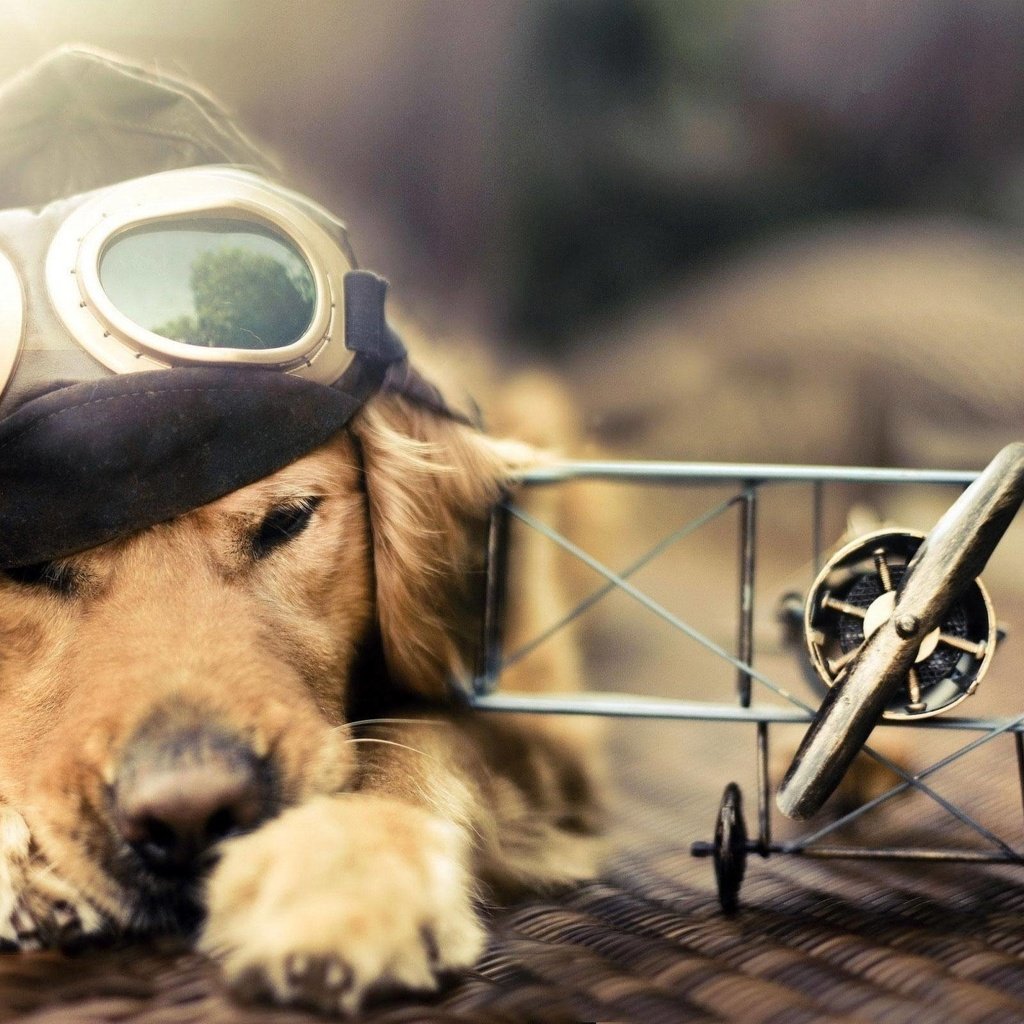 Обои самолет, лётчик, очки, собака, голден ретривер, шлемофон, the plane, pilot, glasses, dog, golden retriever, headset разрешение 2560x1600 Загрузить