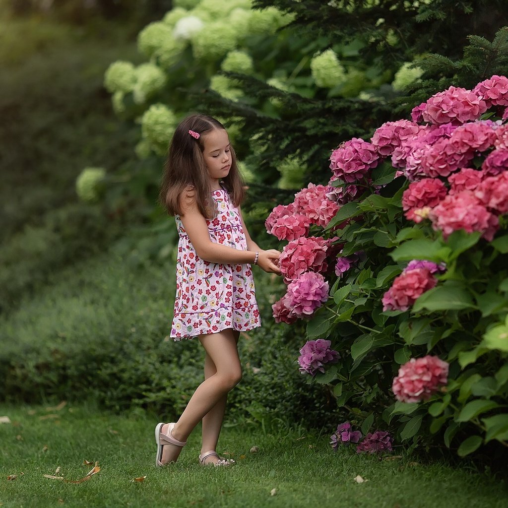 Обои цветы, природа, кусты, лето, девочка, гортензия, flowers, nature, the bushes, summer, girl, hydrangea разрешение 1920x1279 Загрузить