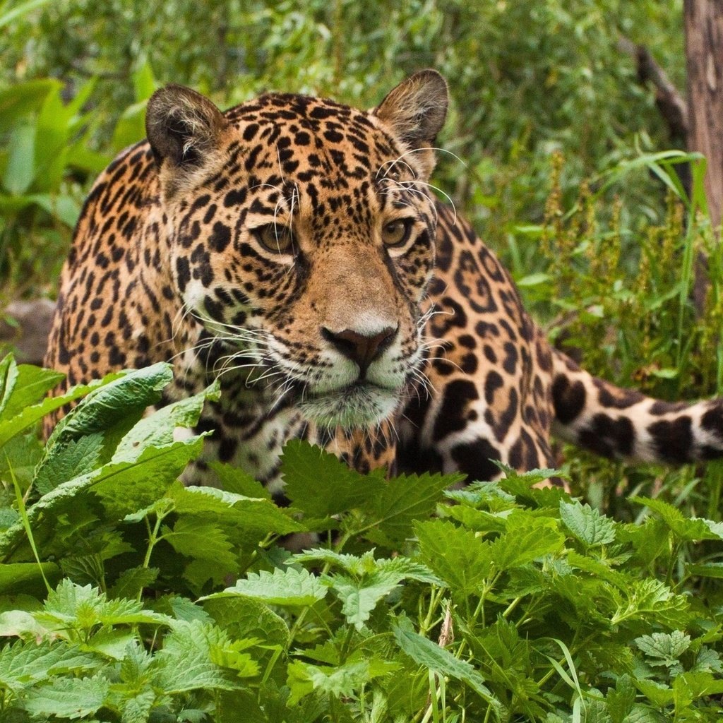 Обои поза, взгляд, хищник, ягуар, животное, pose, look, predator, jaguar, animal разрешение 1920x1200 Загрузить