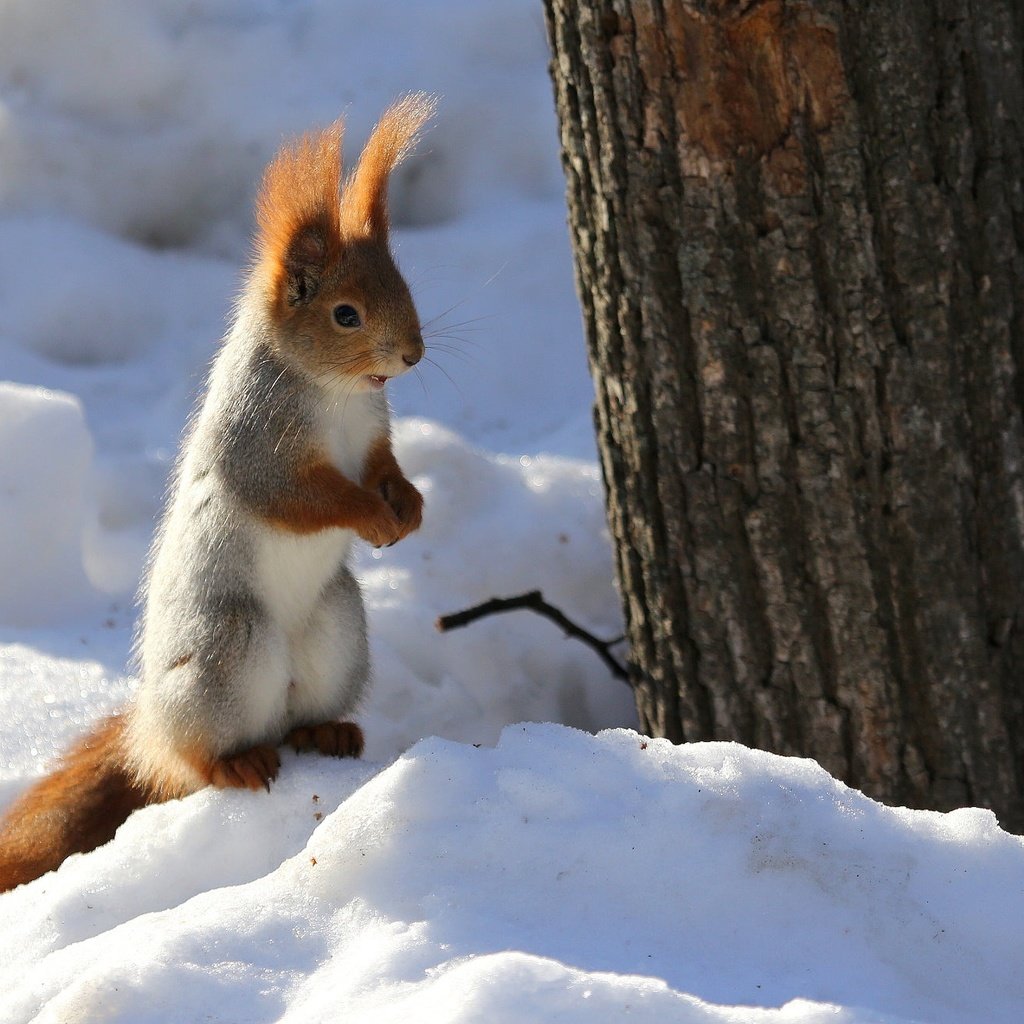 Обои снег, природа, дерево, зима, животное, ствол, белка, грызун, snow, nature, tree, winter, animal, trunk, protein, rodent разрешение 2048x1307 Загрузить