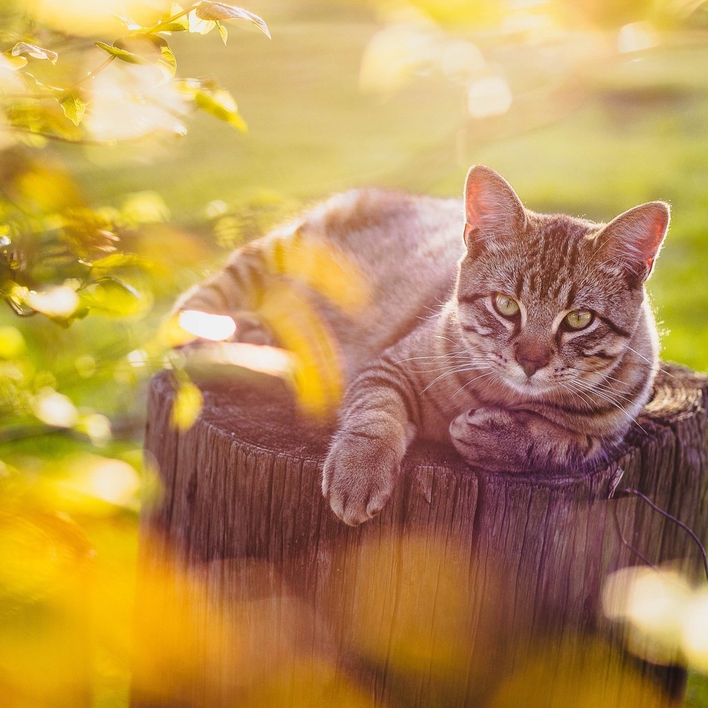 Обои кот, кошка, взгляд, пень, боке, cat, look, stump, bokeh разрешение 2048x1365 Загрузить