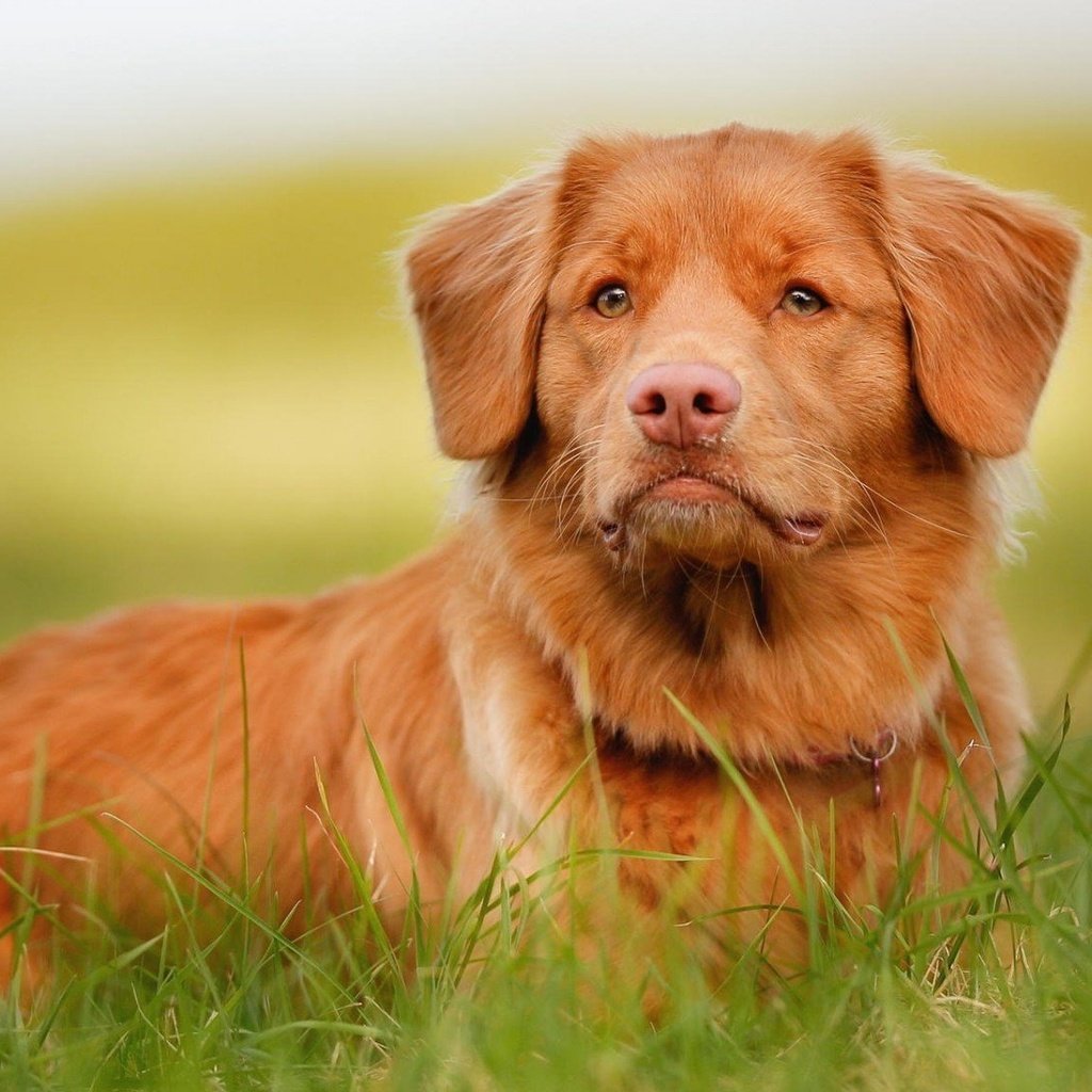 Обои трава, мордочка, взгляд, собака, новошотландский ретривер, grass, muzzle, look, dog, nova scotia duck tolling retriever разрешение 1920x1080 Загрузить