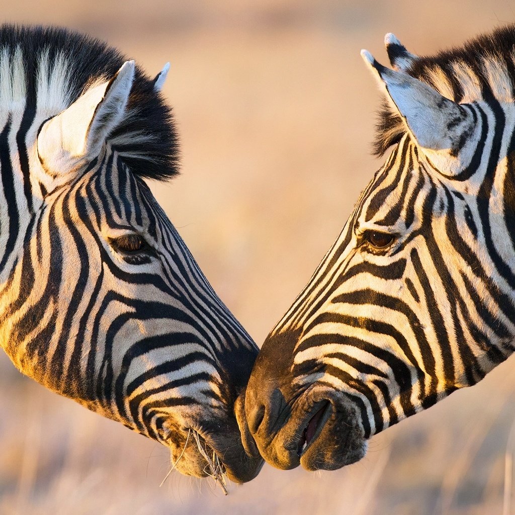 Обои зебра, африка, зебры, zebra, africa разрешение 1920x1080 Загрузить