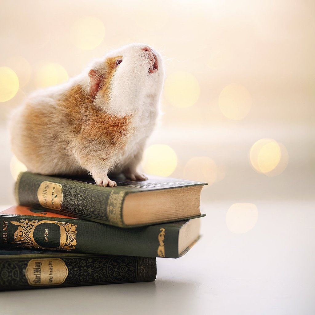 Обои фон, книги, грызун, морская свинка, background, books, rodent, guinea pig разрешение 2048x1365 Загрузить