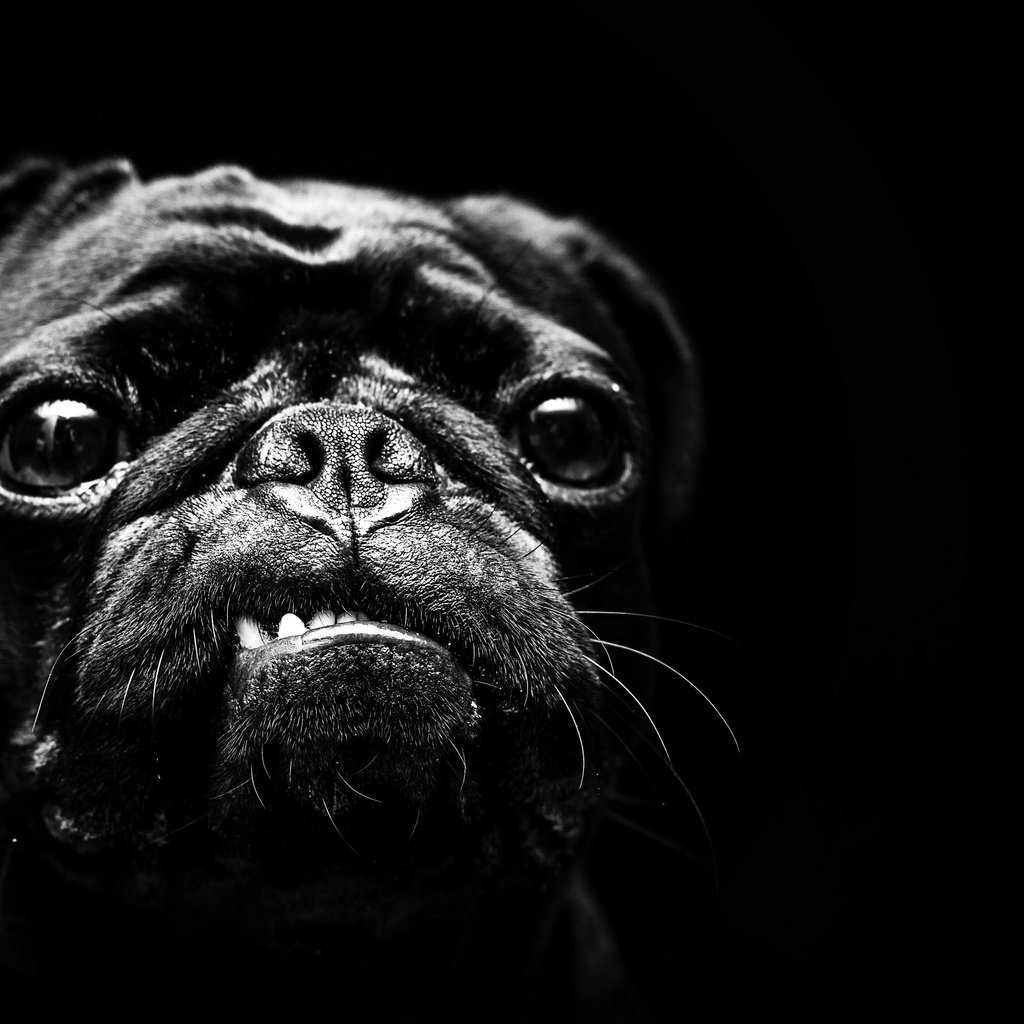 Обои чёрно-белое, собака, мопс, black and white, dog, pug разрешение 3840x2160 Загрузить