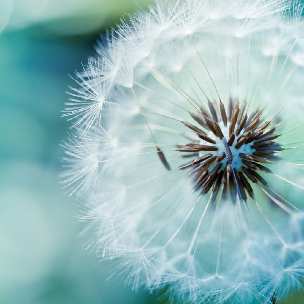 Обои цветок, одуванчик, пух, стебель, семена одуванчика, flower, dandelion, fluff, stem разрешение 1920x1408 Загрузить