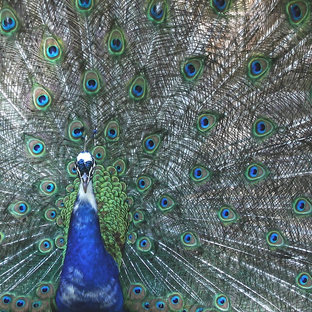 Обои павлин, peacock разрешение 1920x1262 Загрузить