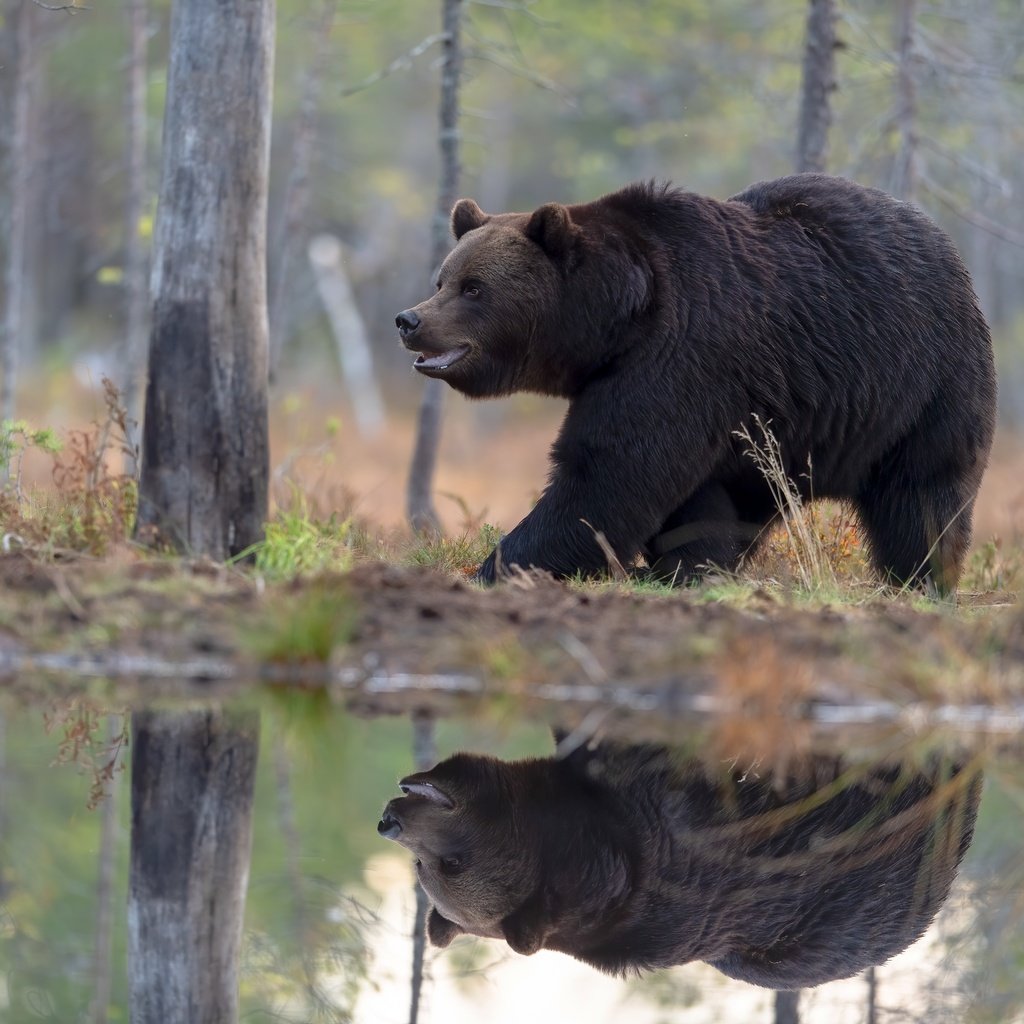 Обои берег, лес, отражение, медведь, водоем, прогулка, бурый, shore, forest, reflection, bear, pond, walk, brown разрешение 5568x3712 Загрузить