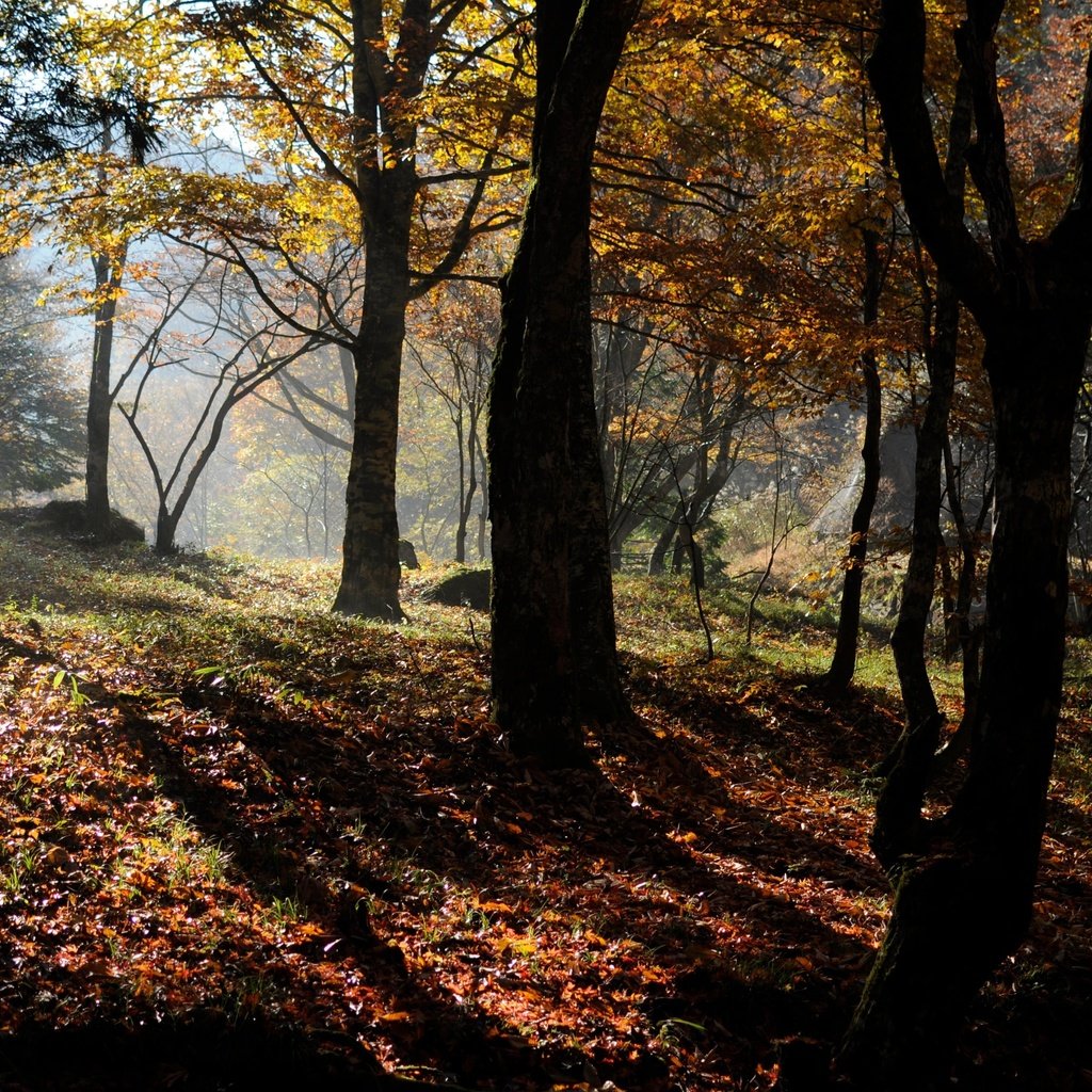 Обои деревья, природа, лес, осень, trees, nature, forest, autumn разрешение 3840x2373 Загрузить