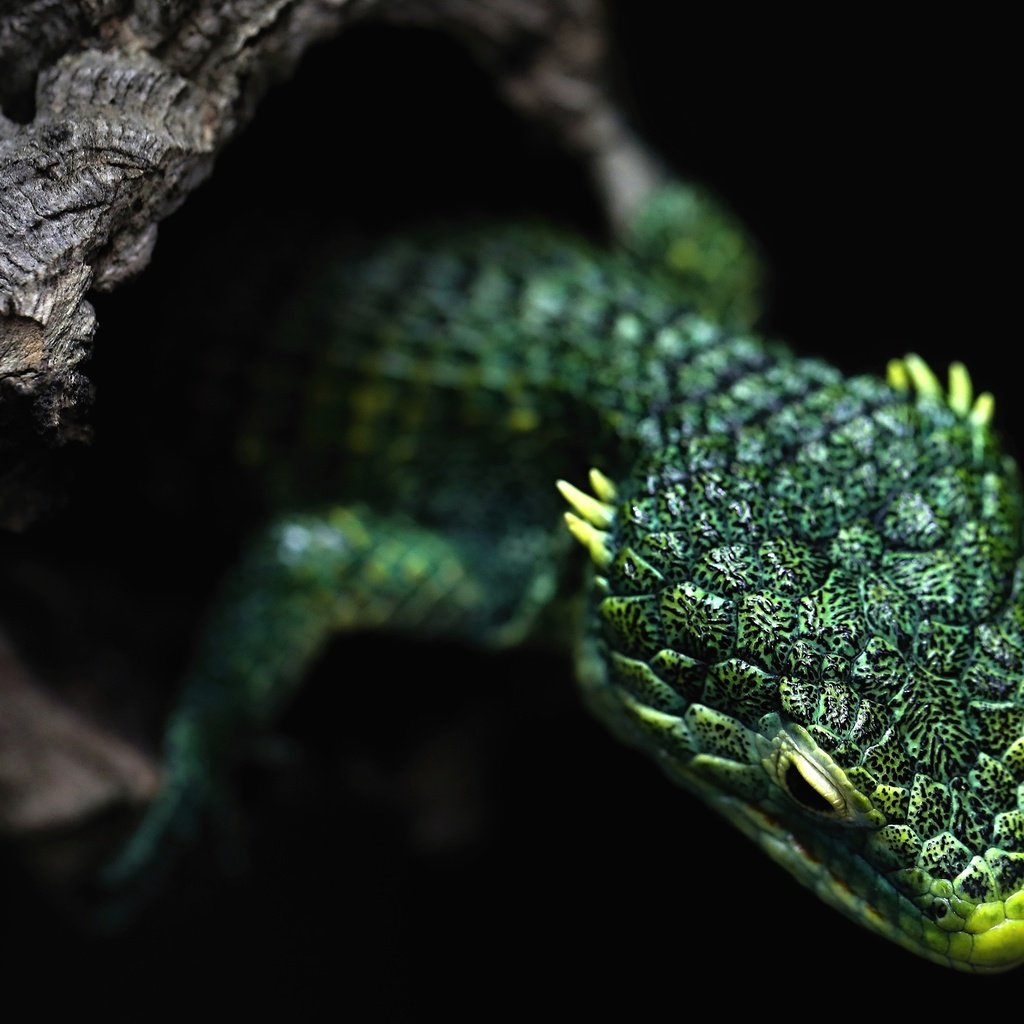 Обои дерево, ящерица, черный фон, зеленая, рептилия, дупло, tree, lizard, black background, green, reptile, the hollow разрешение 3840x2160 Загрузить