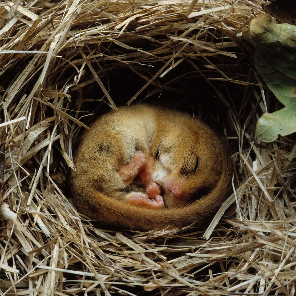 Обои грызун, rodent разрешение 4198x2362 Загрузить