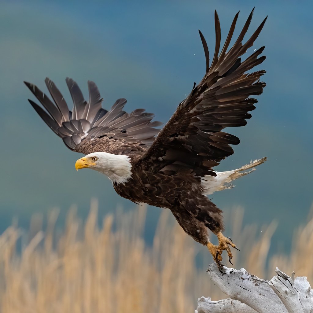 Обои крылья, птица, взлёт, взмах, коряга, боке, белоголовый орлан, wings, bird, the rise, stroke, snag, bokeh, bald eagle разрешение 4096x2731 Загрузить