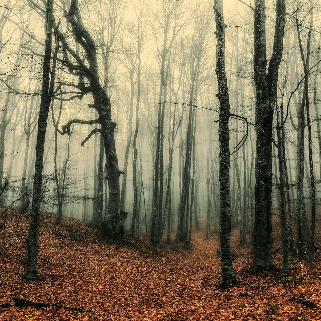 Обои лес, туман, стволы, осень, листопад, forest, fog, trunks, autumn, falling leaves разрешение 3840x2160 Загрузить