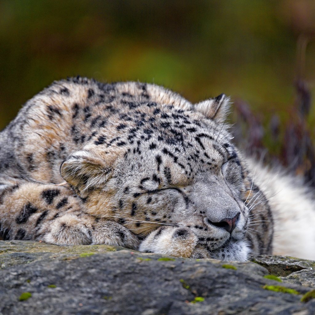 Обои морда, природа, сон, лежит, спит, снежный барс, ирбис, face, nature, sleep, lies, sleeping, snow leopard, irbis разрешение 3840x2560 Загрузить