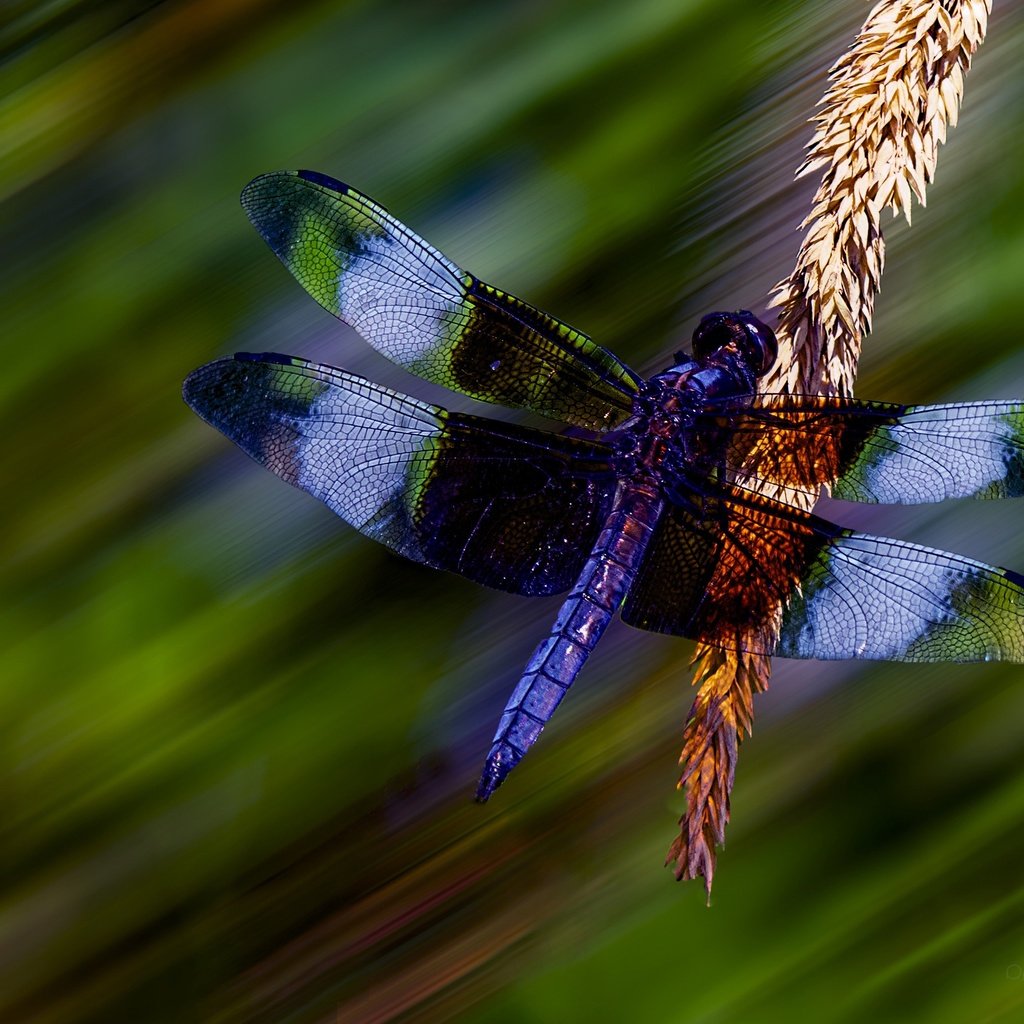 Обои макро, стрекоза, колосок, боке, macro, dragonfly, spike, bokeh разрешение 2711x1808 Загрузить