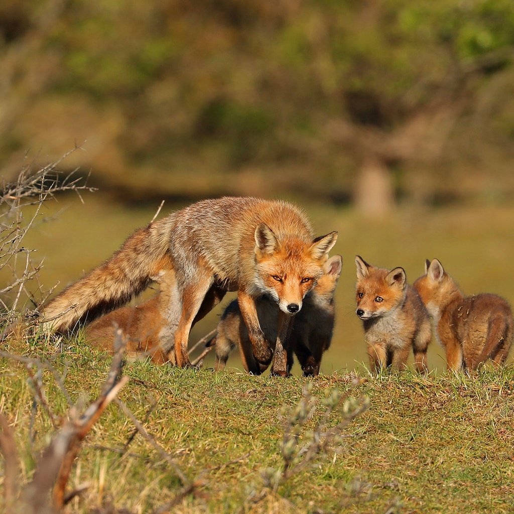 Обои природа, лиса, прогулка, мама, детеныши, лисенок, лисята, лисы, nature, fox, walk, mom, cubs разрешение 2000x1407 Загрузить